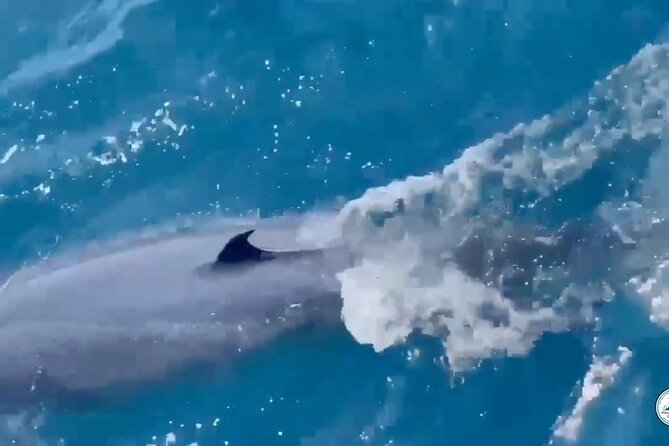 Whale Watching Mirissa Ultimate Tour in Sri Lanka with Breakfast - Is $44 good value?