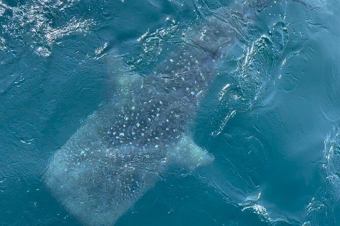 Whale Watching Mirissa Ultimate Tour in Sri Lanka with Breakfast - Who should book this Mirissa boat trip?