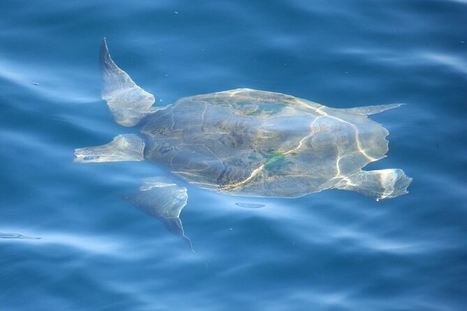 Whale Watching Mirissa with ( WWC ) - Key points to know before booking