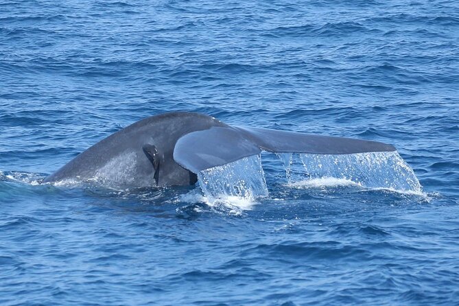Whale Watching Mirissa with ( WWC ) - A 30-minute swim breaks up the return