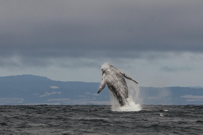 Whale Watching Monterey Bay semi-private limited to 6 people max - Key points at a glance