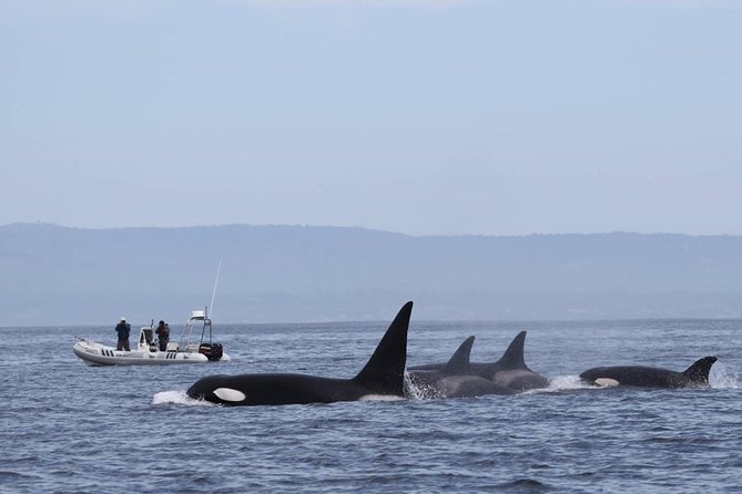 Whale Watching Monterey Bay semi-private limited to 6 people max - A Small Boat Changes the Whale Watching Experience