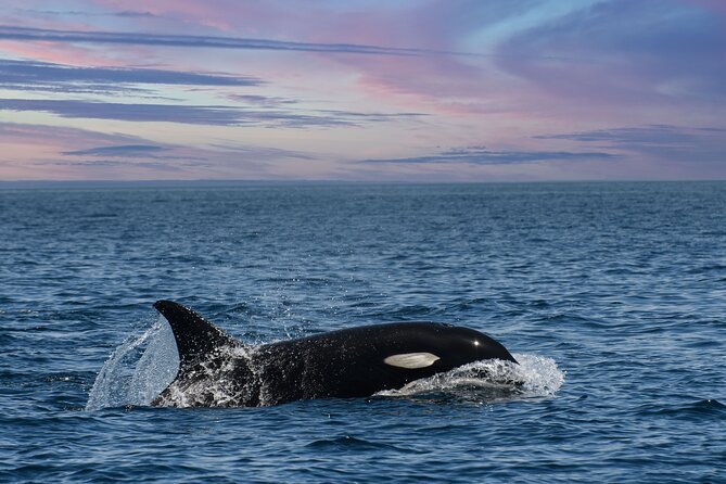 Whale Watching Monterey Bay semi-private limited to 6 people max - One Hour in the Monterey Bay National Marine Sanctuary