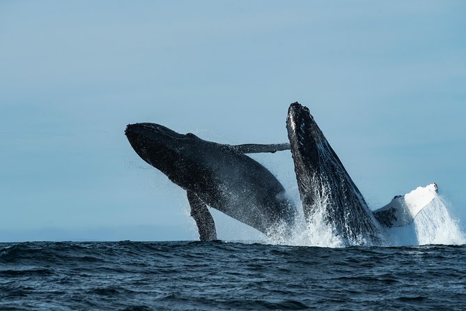 Whale Watching Monterey Bay semi-private limited to 6 people max - Captain James and the Naturalist Focus