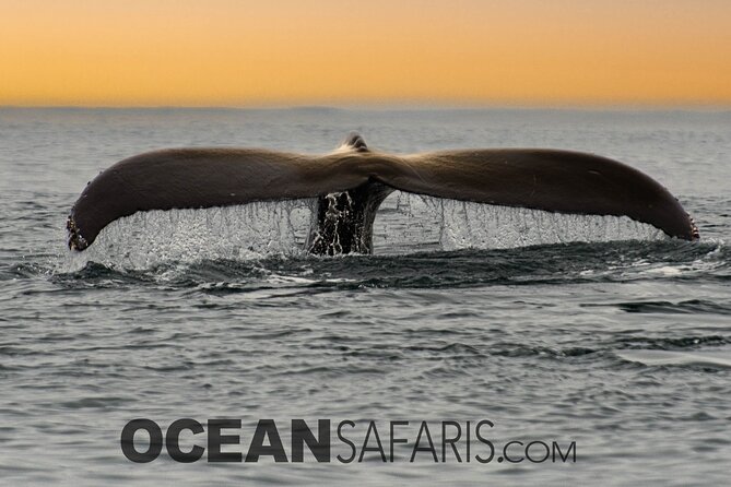 Whale Watching Monterey Bay semi-private limited to 6 people max - What $199 Buys You