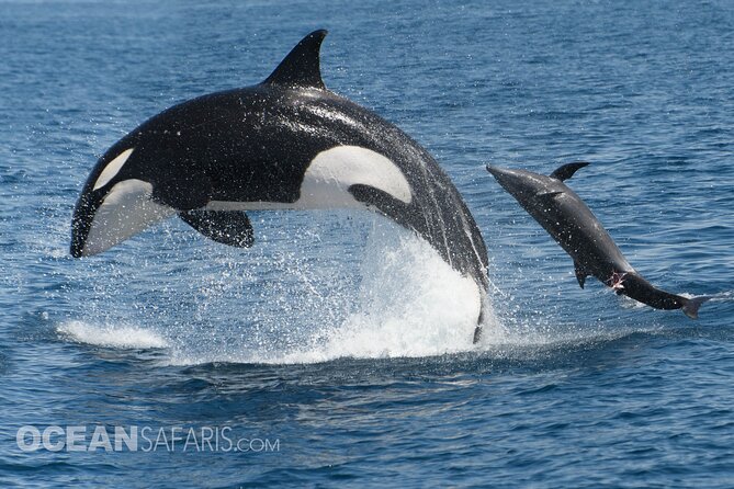 Whale Watching Monterey Bay semi-private limited to 6 people max - Safety, Speed, and Comfort on the Water