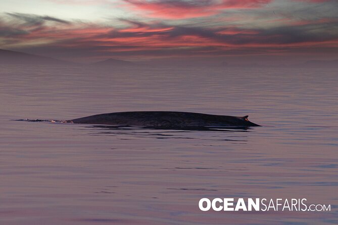 Whale Watching Monterey Bay semi-private limited to 6 people max - Who Will Enjoy This Most?