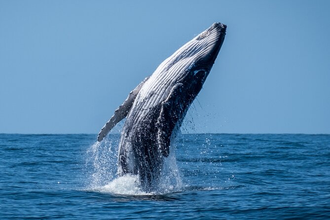 Whale Watching Moorea (non-swimming) - A crew that adds real value