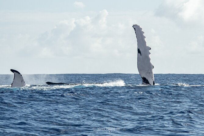 Whale Watching Moorea (non-swimming) - The optional shark and stingray stop