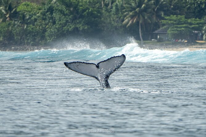 Whale Watching Moorea (non-swimming) - Boat comfort and seasickness