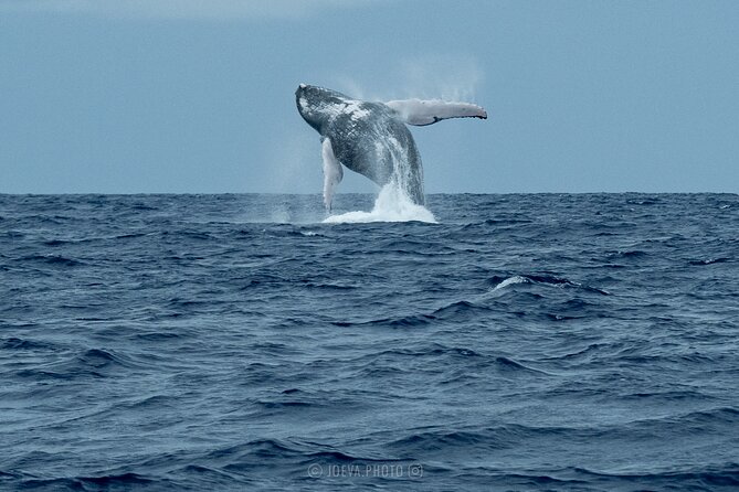 Whale Watching Moorea (non-swimming) - Is $151.83 good value?