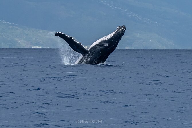 Whale Watching Moorea (non-swimming) - Who should choose this tour?