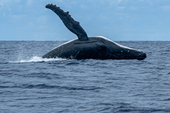 Whale Watching Moorea (non-swimming) - Booking, cancellation, and weather