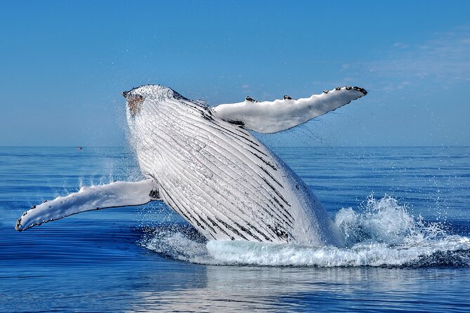 Whale Watching Moorea (non-swimming) - What whale watching actually means here