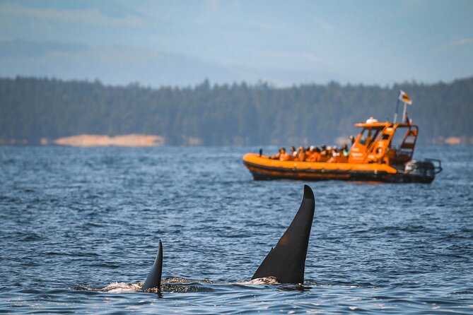 Whale Watching Nanaimo Open Boat Tour - Starting at Nanaimo’s Front Street waterfront
