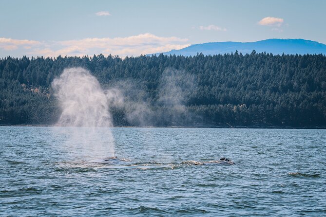 Whale Watching Nanaimo Open Boat Tour - Finding humpbacks, orcas, and smaller marine life