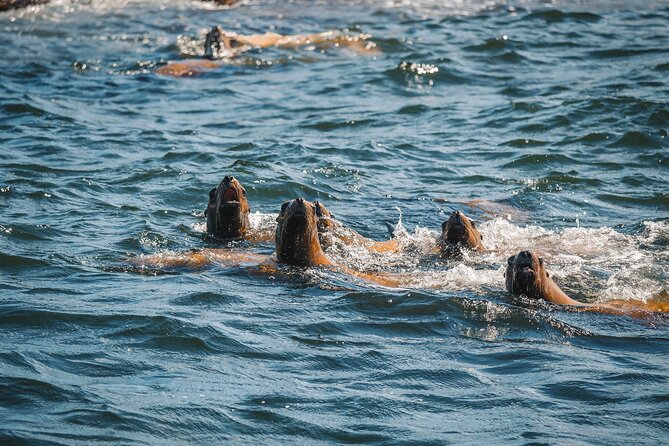 Whale Watching Nanaimo Open Boat Tour - A full hour set aside for whale viewing