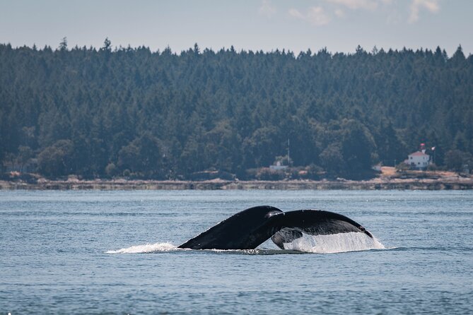 Whale Watching Nanaimo Open Boat Tour - The final conservation talk