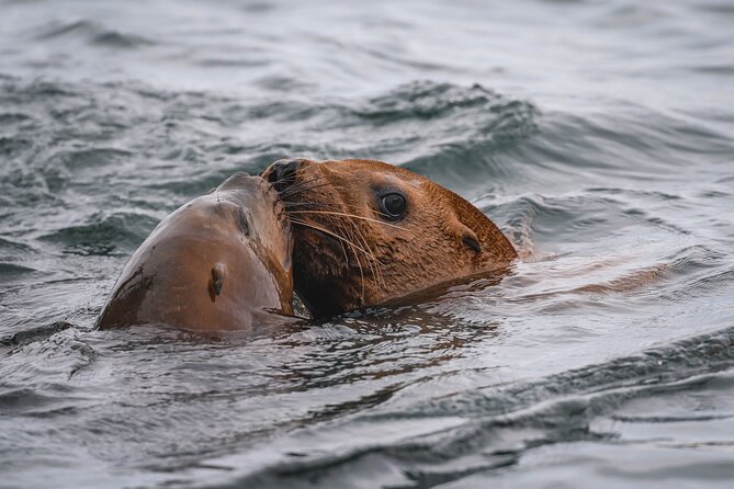 Whale Watching Nanaimo Open Boat Tour - Is $187.75 a fair price?
