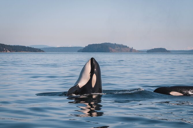 Whale Watching Nanaimo Open Boat Tour - The open boat makes the ride part of the attraction