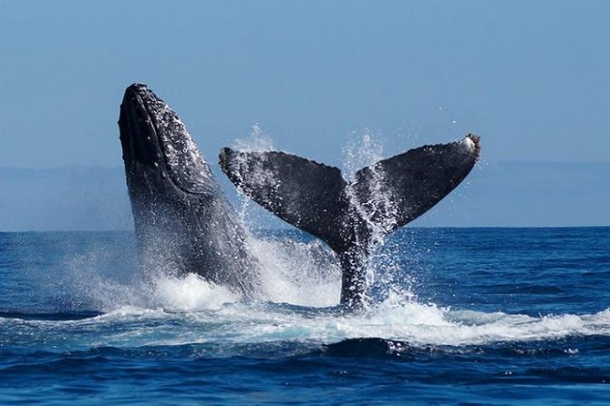 Whale Watching on 2 Level Big Boat with Breakfast and Drinks INCLUDED - What the two-hour Cabo whale cruise is really like