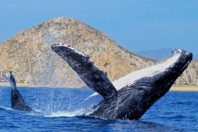 Whale Watching on 2 Level Big Boat with Breakfast and Drinks INCLUDED - Breakfast and drinks make the price easier to judge