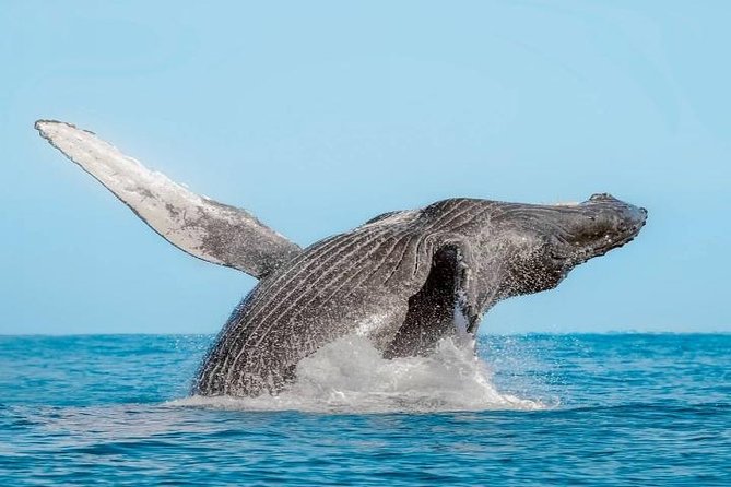 Whale Watching on 2 Level Big Boat with Breakfast and Drinks INCLUDED - The two-level boat: comfort over intimacy