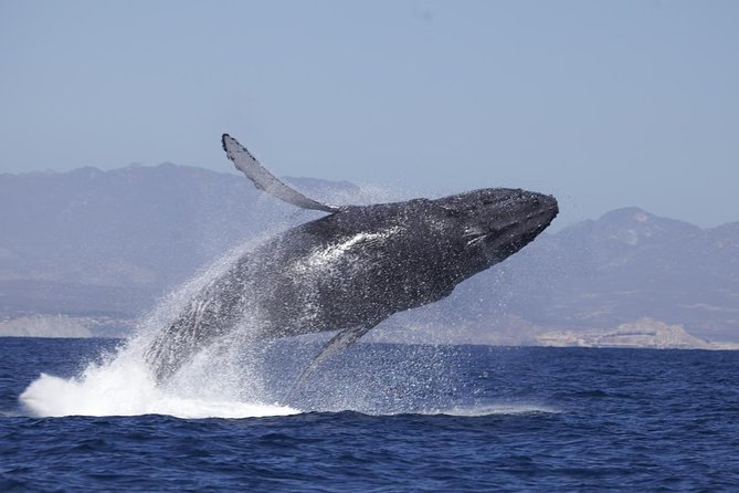 Whale Watching on 2 Level Big Boat with Breakfast and Drinks INCLUDED - Searching for humpbacks, gray whales, and dolphins