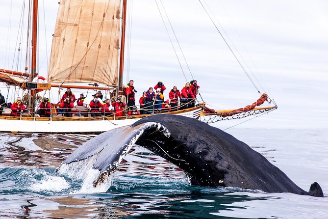Whale Watching on a Traditional Oak Sailing Ship from Husavik - Why this Húsavík sailing trip feels different