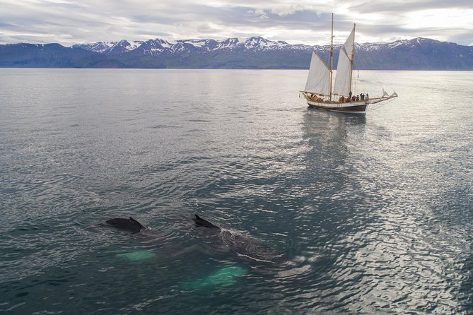 Whale Watching on a Traditional Oak Sailing Ship from Husavik - Helping the crew set sail