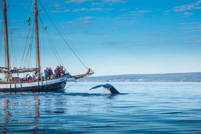 Whale Watching on a Traditional Oak Sailing Ship from Husavik - Searching Skjálfandi Bay for whales