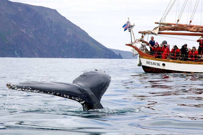 Whale Watching on a Traditional Oak Sailing Ship from Husavik - What the cold-weather suit can and cannot do
