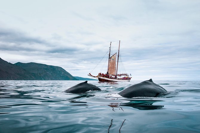 Whale Watching on a Traditional Oak Sailing Ship from Husavik - Cinnamon buns, hot chocolate, and the ride home