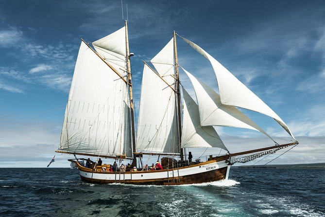 Whale Watching on a Traditional Oak Sailing Ship from Husavik - Weather, cancellations, and the wildlife gamble