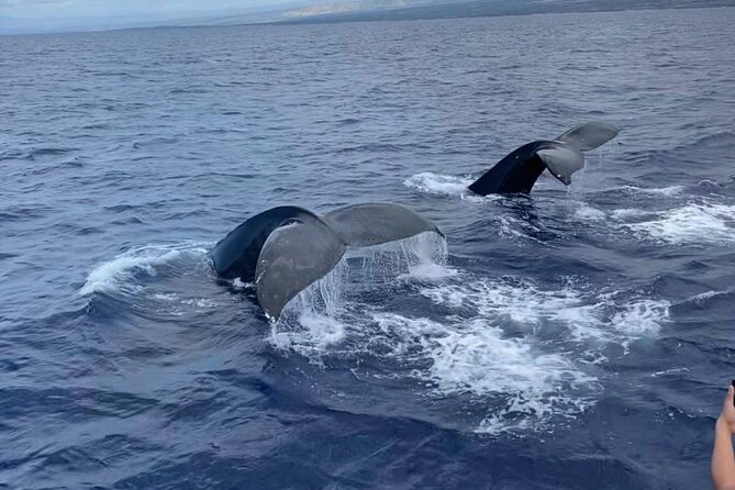Whale Watching on Big island - Key things to know before you book