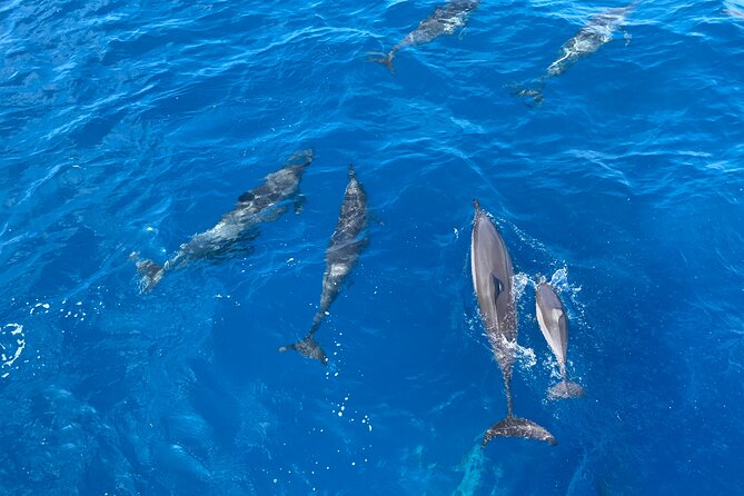 Whale Watching on Big island - Snacks, drinks, and the practical comfort level