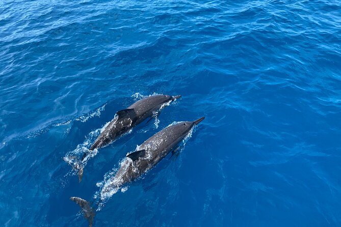 Whale Watching on Big island - Expect spray on the return to Honokohau
