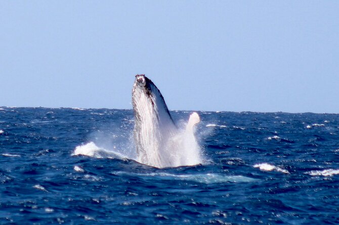Whale Watching on Big island - How the crew shapes the experience