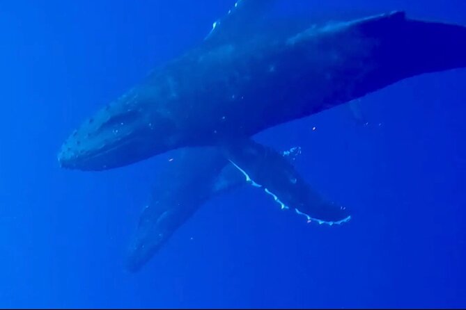 Whale Watching on Big island - Who gets the best value for $80