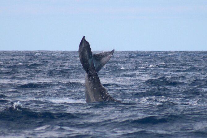 Whale Watching on Big island - Booking timing and weather rules
