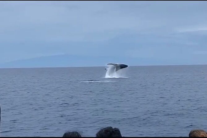 Whale Watching on Big island - What whale sightings may look like from the catamaran