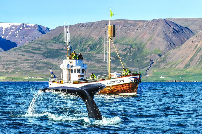Whale Watching on board a Traditional Oak Boat from Árskógssandur - Crossing Eyjafjörður on an oak boat