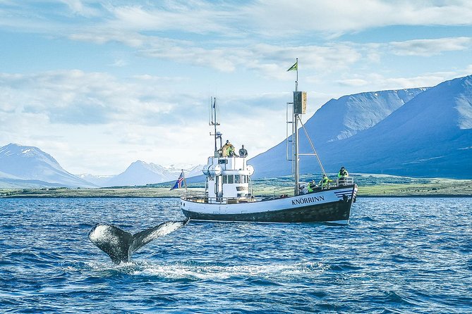 Whale Watching on board a Traditional Oak Boat from Árskógssandur - What the guide adds to the trip