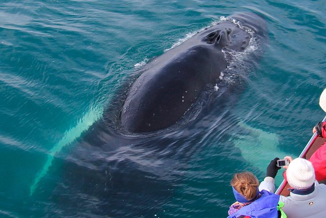 Whale Watching on board a Traditional Oak Boat from Árskógssandur - Hot chocolate, cinnamon buns, and the ride home
