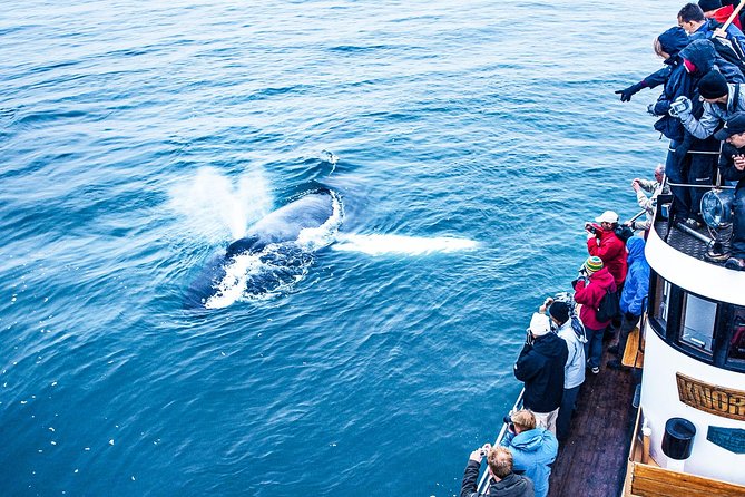 Whale Watching on board a Traditional Oak Boat from Árskógssandur - Is $99.05 good value?