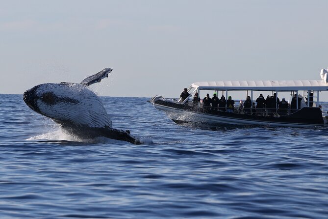 Whale Watching on Speed Boat with canopy from Sydney Harbour - Key points to know before booking