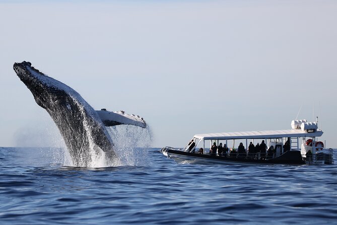 Whale Watching on Speed Boat with canopy from Sydney Harbour - From Campbell’s Cove to the open sea