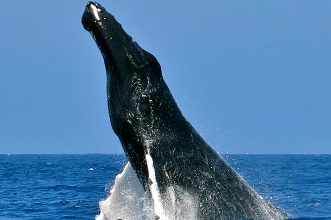 Whale Watching on Sundeck in Bermuda - Key points to know before booking