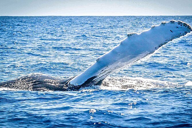 Whale Watching on Sundeck in Bermuda - Starting at Dockyard Watersports Centre