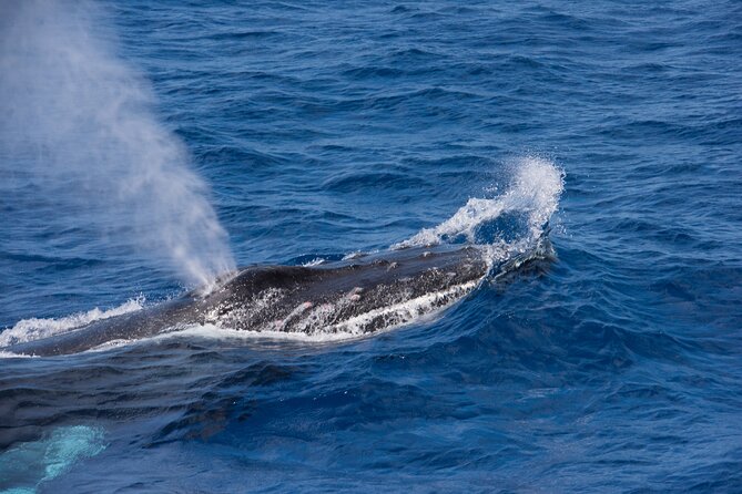Whale Watching on Sundeck in Bermuda - What you might see from the SUNDECK